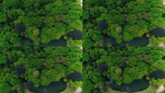 绿色森林公园鸟瞰高清在线视频素材下载