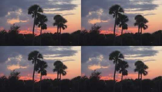 日落下的棕榈树高清在线视频素材下载