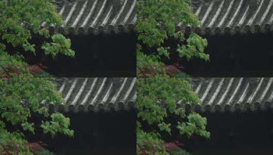 108 杭州 寺庙 古建筑 下雨天 屋檐 树枝高清在线视频素材下载