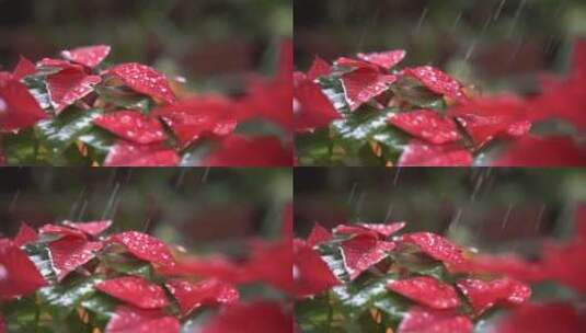 水滴慢动作 花儿水滴高清在线视频素材下载