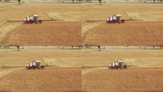 收割成熟的小麦高清在线视频素材下载