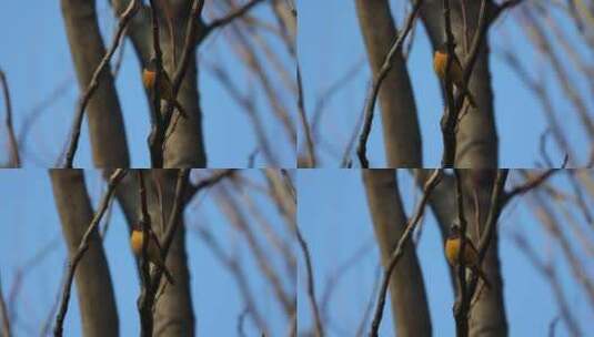 树枝上的鸟儿高清在线视频素材下载