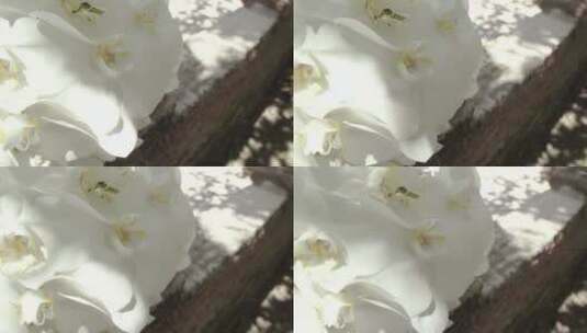 阳光明媚的日子里_白色的兰花细致入微_高清在线视频素材下载