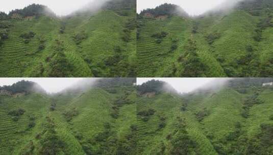 南岳衡山云雾茶茶场航拍高清在线视频素材下载