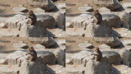 猕猴小猴在吃东西高清在线视频素材下载