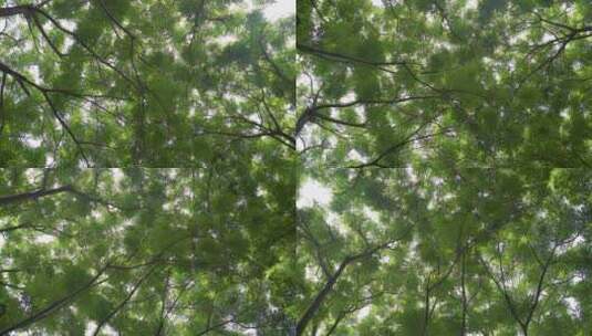 天空旋转的枝叶高清在线视频素材下载