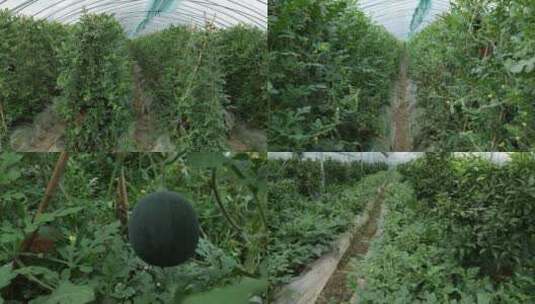 果园 水果 大棚 西瓜 绿色 产业高清在线视频素材下载