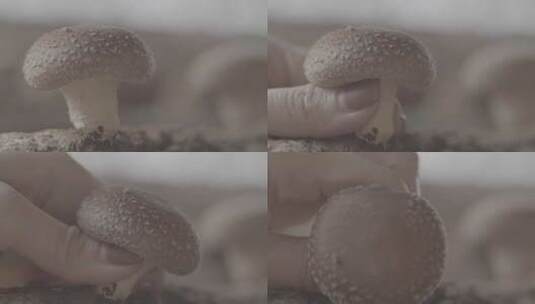 香菇种植采摘LOG视频素材高清在线视频素材下载