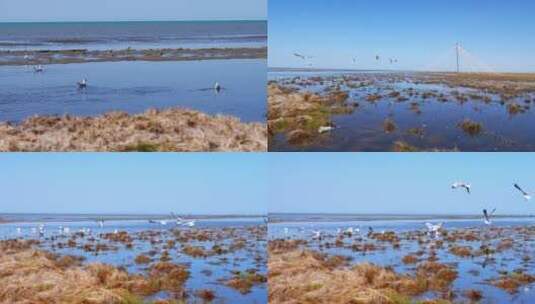 青海湖 湿地 海鸥 鸟类 湖泊 湖水 湖边高清在线视频素材下载