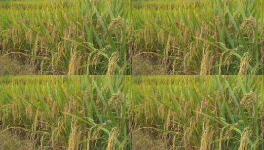 水稻稻谷农作物高清在线视频素材下载