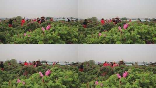 济南平阴芳蕾玫瑰种植基地高清在线视频素材下载