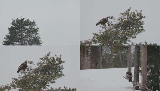 冬季大雪森林雪地枝头觅食老鹰雄鹰高清在线视频素材下载