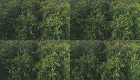 橙子树横移拍摄高清在线视频素材下载