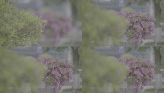 园林  锦绣杜鹃 绿植 景观 松下V-log 01高清在线视频素材下载