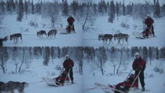 哈士奇在雪地上拉雪橇高清在线视频素材下载