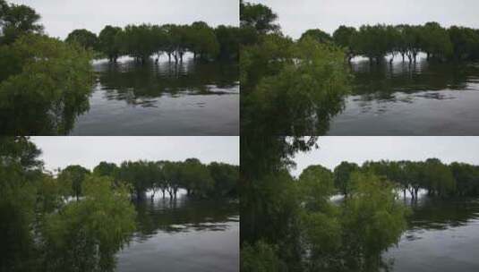 被淹没的柳树植物树林高清在线视频素材下载