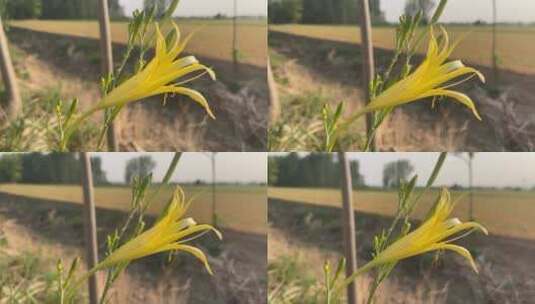 黄花菜花朵特写镜头高清在线视频素材下载