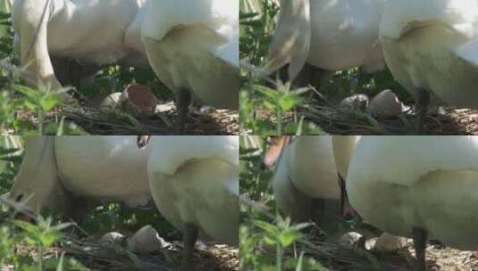 野生天鹅孵蛋破壳照顾幼崽高清在线视频素材下载
