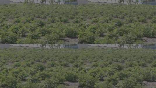 牡丹花种植LOG高清在线视频素材下载