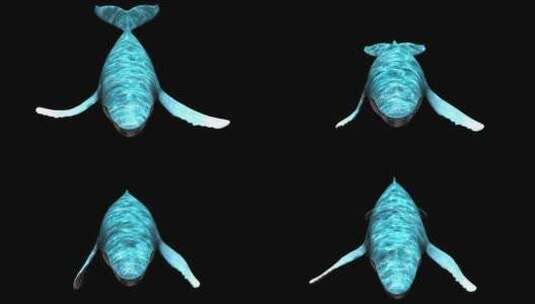 鲸鱼游动素材高清在线视频素材下载