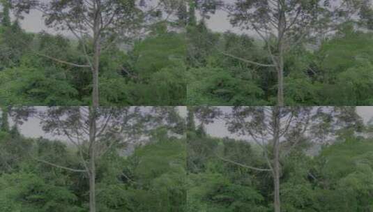 护林 低碳反面素材 大树倒下 保护森林高清在线视频素材下载