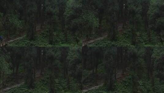 中坝森林 低角度穿越高清在线视频素材下载