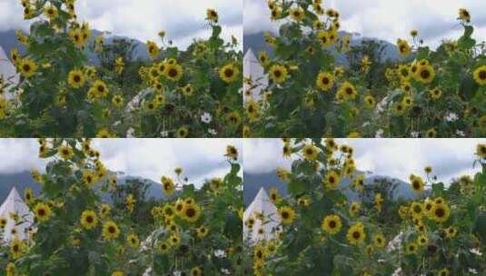 向日葵太阳花向阳花高清在线视频素材下载