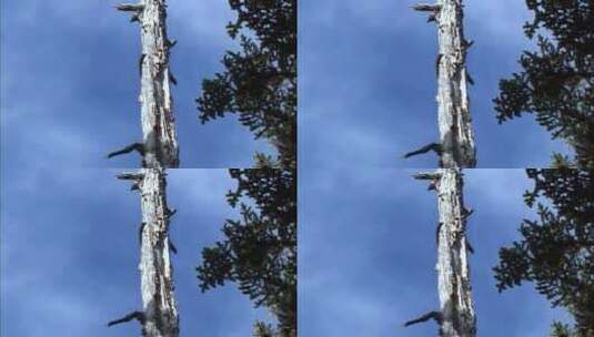 云南滇金丝猴爬树高清在线视频素材下载