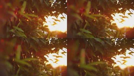 日落天空上美丽的阳光透过树叶照耀高清在线视频素材下载