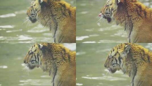 动物园老虎高清在线视频素材下载