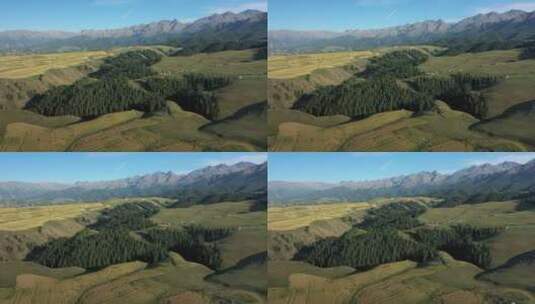 新疆奇台江布拉克森林草原自然风光高清在线视频素材下载