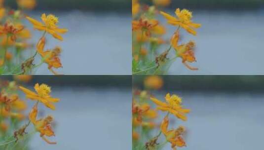 广州城市街边的黄菊花高清在线视频素材下载