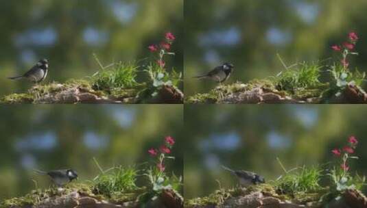 4K实拍枝头山雀麻雀鸟类自然风景鸟特写高清在线视频素材下载