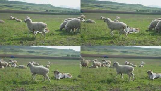 草地上吃草的羊群高清在线视频素材下载
