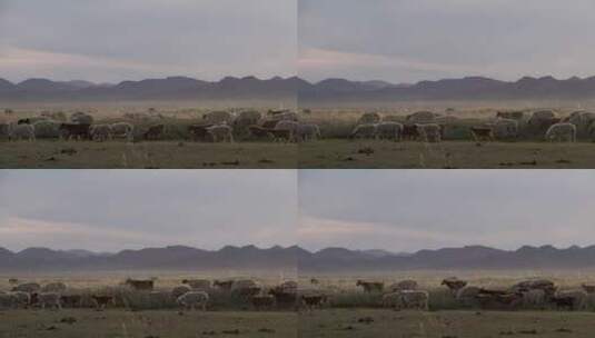 绵羊和山羊走过草地高清在线视频素材下载