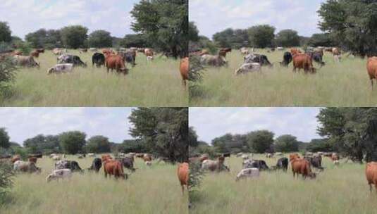 农场草地上的牛群高清在线视频素材下载