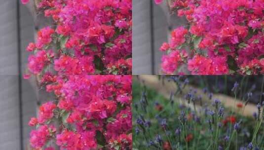 4K 三角梅 薰衣草 花朵 植物 红紫高清在线视频素材下载