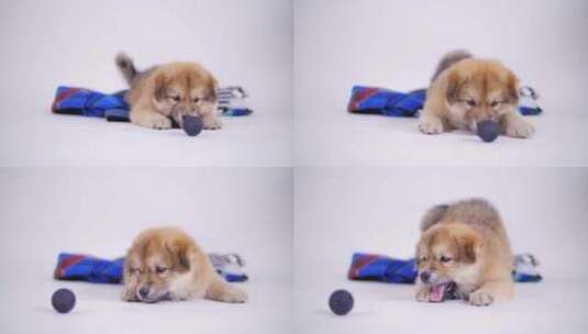 小狗玩玩具球高清在线视频素材下载