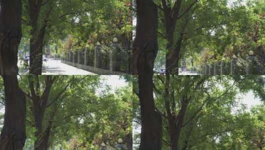 路边绿化带林荫树木鲜花高清在线视频素材下载