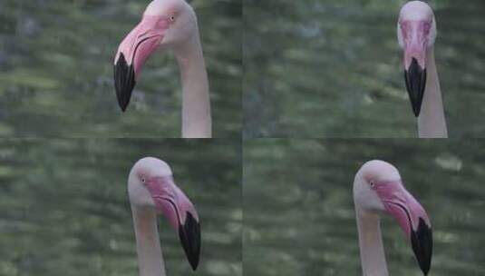 广州长隆野生动物园的火烈鸟高清在线视频素材下载