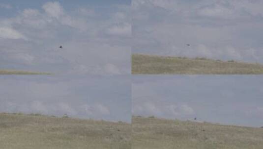 雄鹰在草原天空上飞翔后着陆高清在线视频素材下载