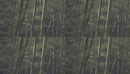 杭州西湖 灵隐寺 园林 森林 山水 庭院 安缦高清在线视频素材下载