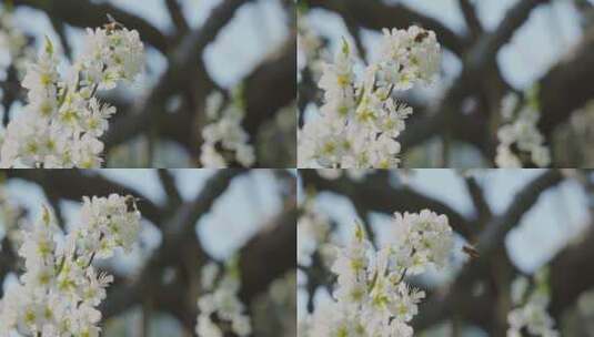 春天蜜蜂在李花上采蜜高清在线视频素材下载