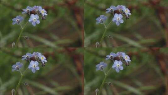 蓝色的小花朵高清在线视频素材下载