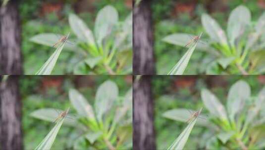 绿叶上的蜻蜓高清在线视频素材下载