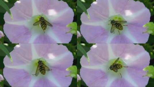 紫色花朵上采蜜的蜜蜂高清在线视频素材下载