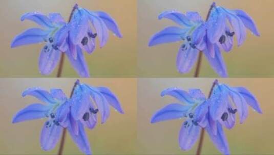 绽放的蓝色花朵高清在线视频素材下载