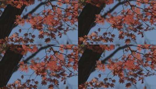蓝天 红枫树枝 红枫叶 随风摆动高清在线视频素材下载