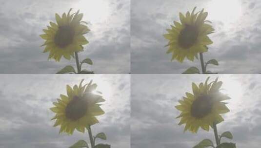 阳光下的向日葵蜜蜂采蜜2高清在线视频素材下载