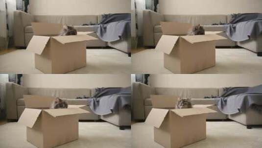 可爱的猫坐在家里的纸箱里高清在线视频素材下载